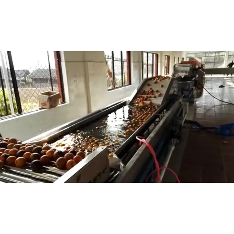 Avocado Orange Fruit Washing Waxing Drying Grading Sorting Machine Food-Grade 304 SS Export Processing