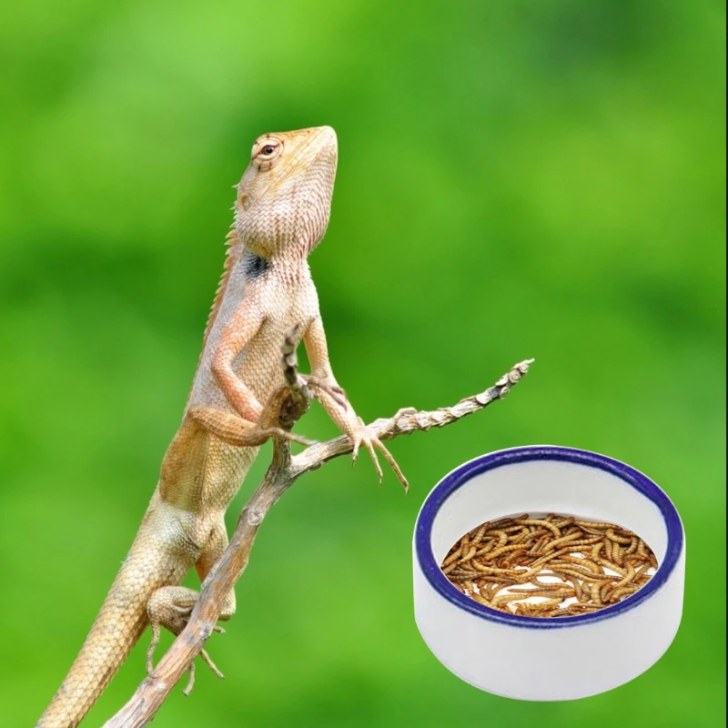 F92B Réptil Bowl Bowl Worm prato cerâmica tigelas animais estimação Mini réptil alimentador refeições