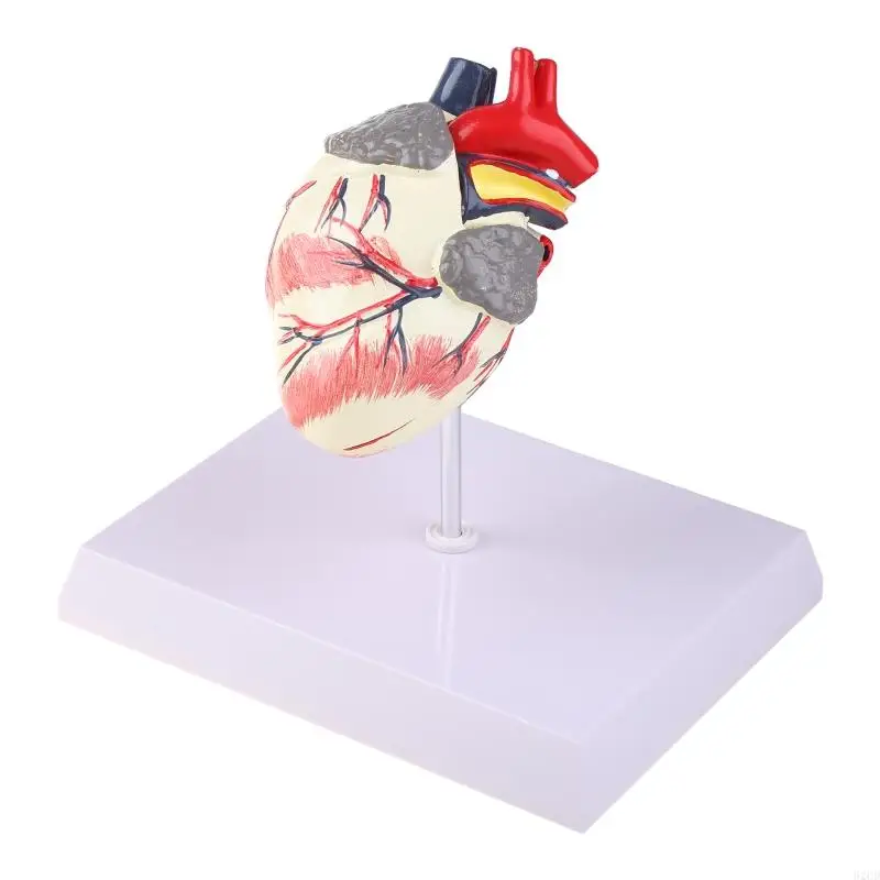 

Dog Heart Anatomy Model Canine Pet Animal Organ Study Teaching Science Aid Education Research Drop Shipping