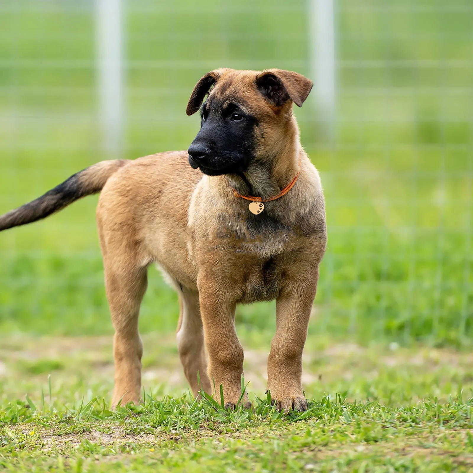 

10Pcs Dog Tag Hollow Heart Shape Blank Metal Charms Identification Tags for Dog Collar Pet Name Tags Cat Pet Tag