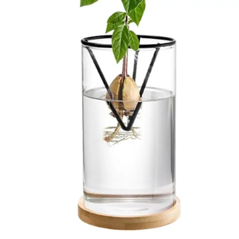 Avocado Tree Growing Kit Wooden Base Starter Vase 3 Pieces Avocado Tree Growing Kit Glass Propagation Plant Pot Sprout Growing