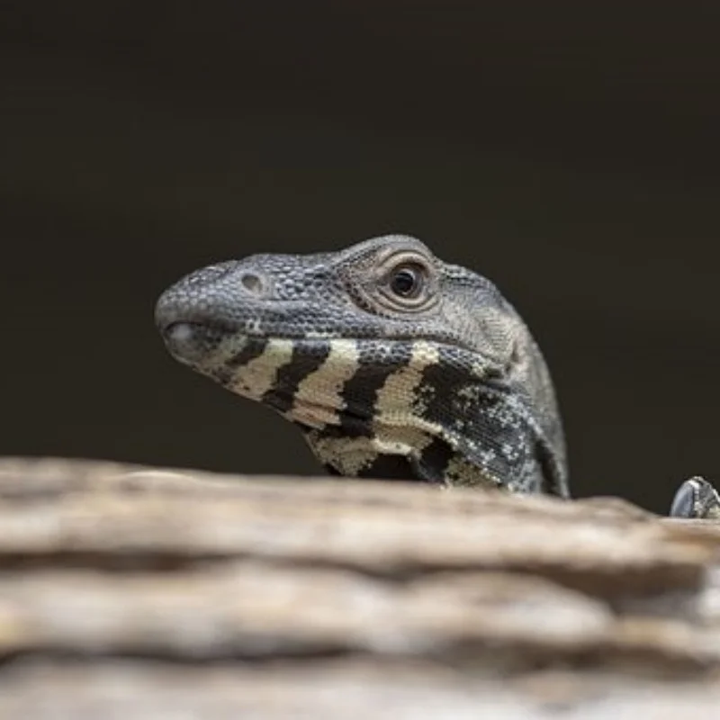 

Передняя и задняя дифференциальная ось для осевого SCX10 II 90046 1/10 RC Гусеничный автомобиль, обновленные детали, аксессуары