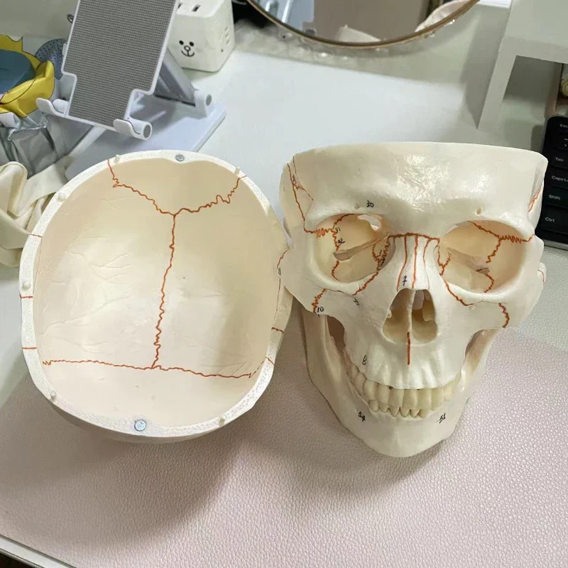 Life Size Human Skull Model Anatomical Anatomy Medical Teaching Skeleton Head Studying Teaching Supplies