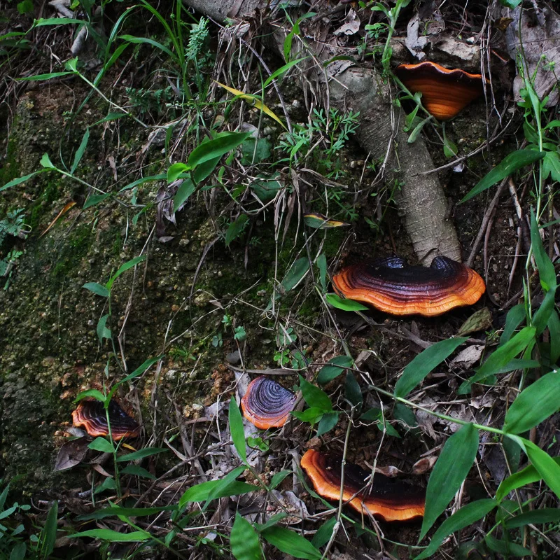 New Garden Layout Simulation Ganoderma Lucidum Garden Ornaments Villa Mushroom Tree Hanging Resin Handicrafts