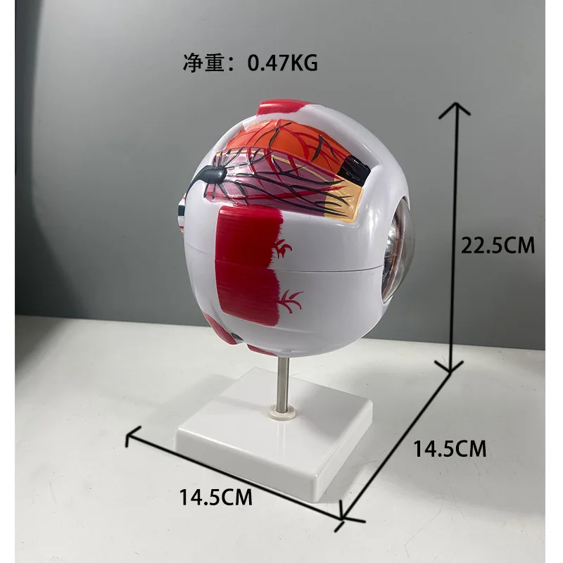 眼球モデル解剖学的目モデル医療学習および教育器具医療科学教育リソースまぶた 6 回