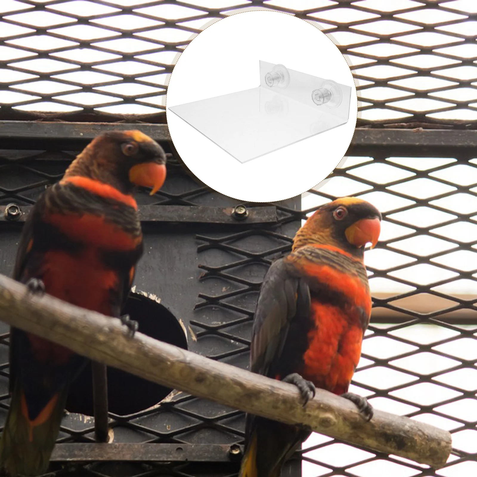 

Parrot Platform with Strong Suction Cup Portable Bird Perch Stand for Shower Window Wall Use Sturdy Acrylic Flat Perch for Small