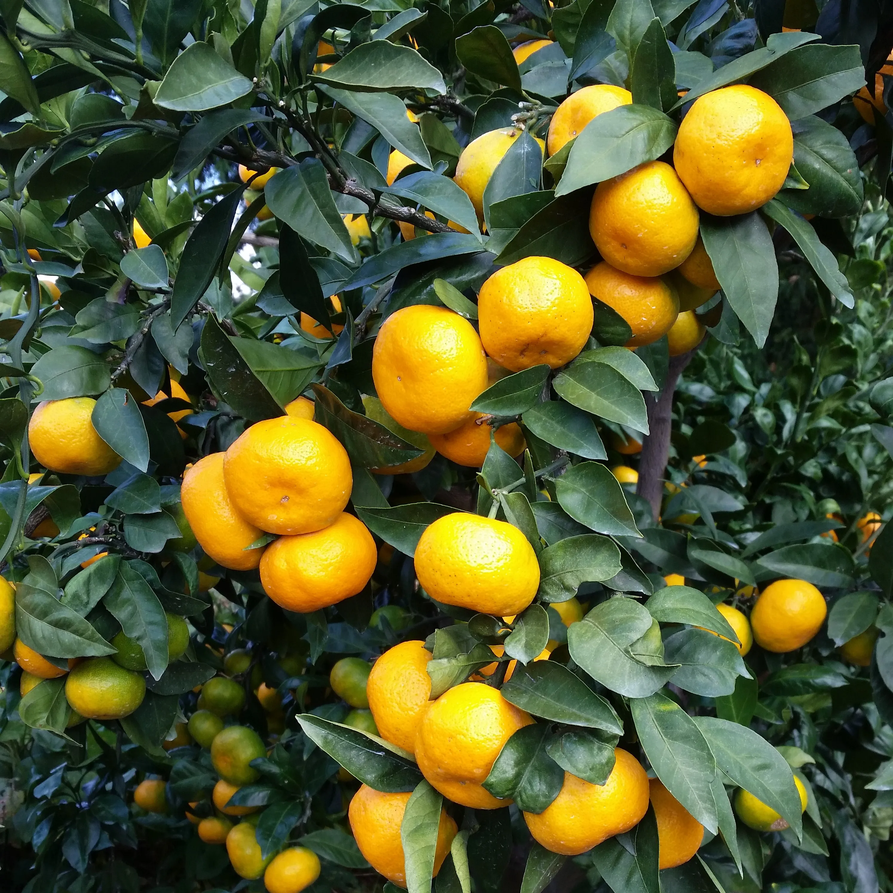 ★ سعر المبيعات المباشرة Jeju ★ اليوسفي المفتوحة من First Harvest 3/5 كجم (الدرجة الملكية) #4