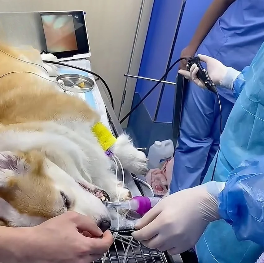 Ultra-thin portable high definition integrated veterinary video endoscope for cats, dogs, horses, cattle animals