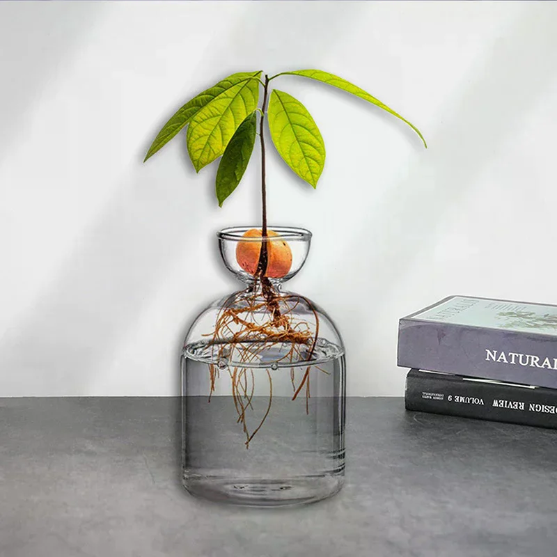 Avocado Seed Starter Vase Transparent Glass Vase Vase For Growing Plant Glass Seed Growing Kit For Gardening Lovers