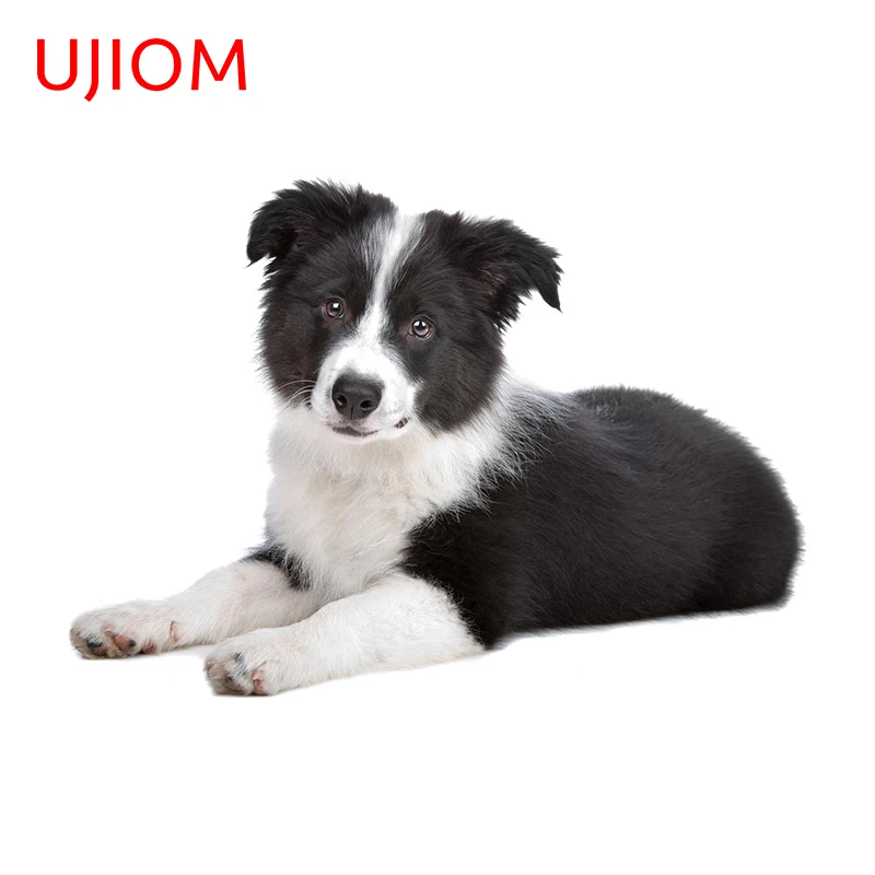 UJIOM 13cm X 9.2cm Border Collie Dog Decal Vinyl Home Decor Wall Sticker Cupboard Lockers Trunk Dress Up Bedroom Door Decoration