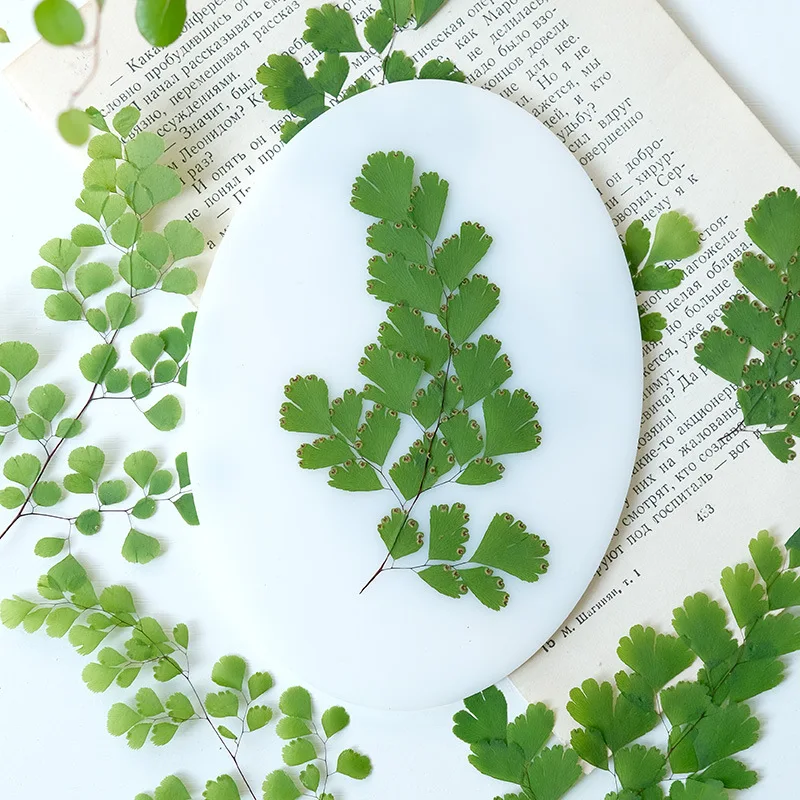 60Pcs Natural Plant Real Flower Pressed Fern Leaves Pressed Flower Specimens Dried Flowers Pressed Flowers Bookmark Children's Craft Material Kit Fern Coasters