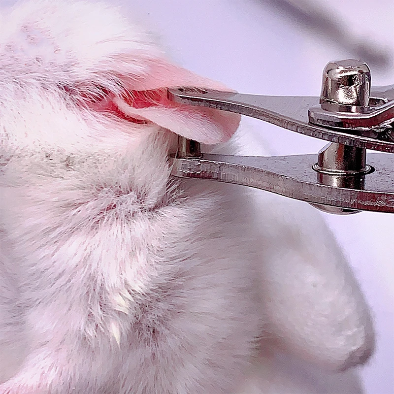 Experimental use of mouse rat hole ear puncher for hole marking 2mm diameter