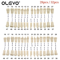 Dental Typodont Teeth Model Removable Individual Screw-in Resin Denture Practice Tooth for Nissin Dentist Teaching Accessories