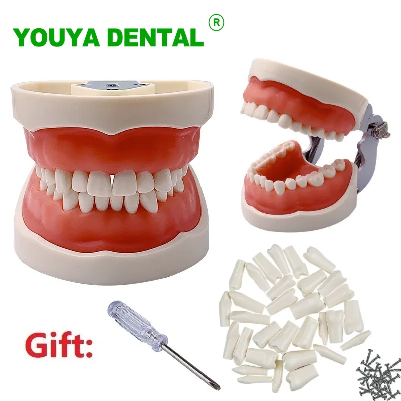 

Dental Training Model Standard Resin Teeth Typodont Dentist Teaching Study Model Practice Tool Dentistry Demonstration Equipment