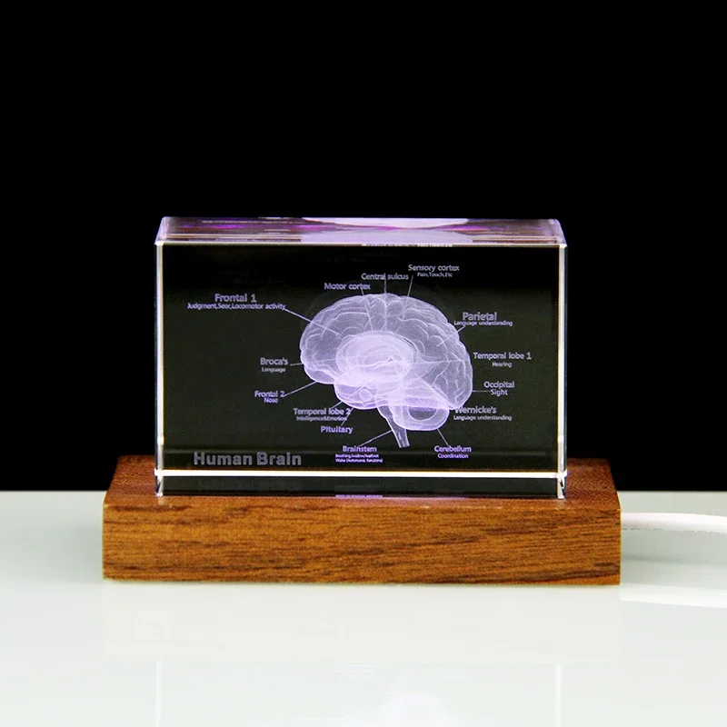 Modelo Anatómico Humano 3D Escultura, Cerebral Láser Cristal Cubo Figuras Pisapapeles Regalo