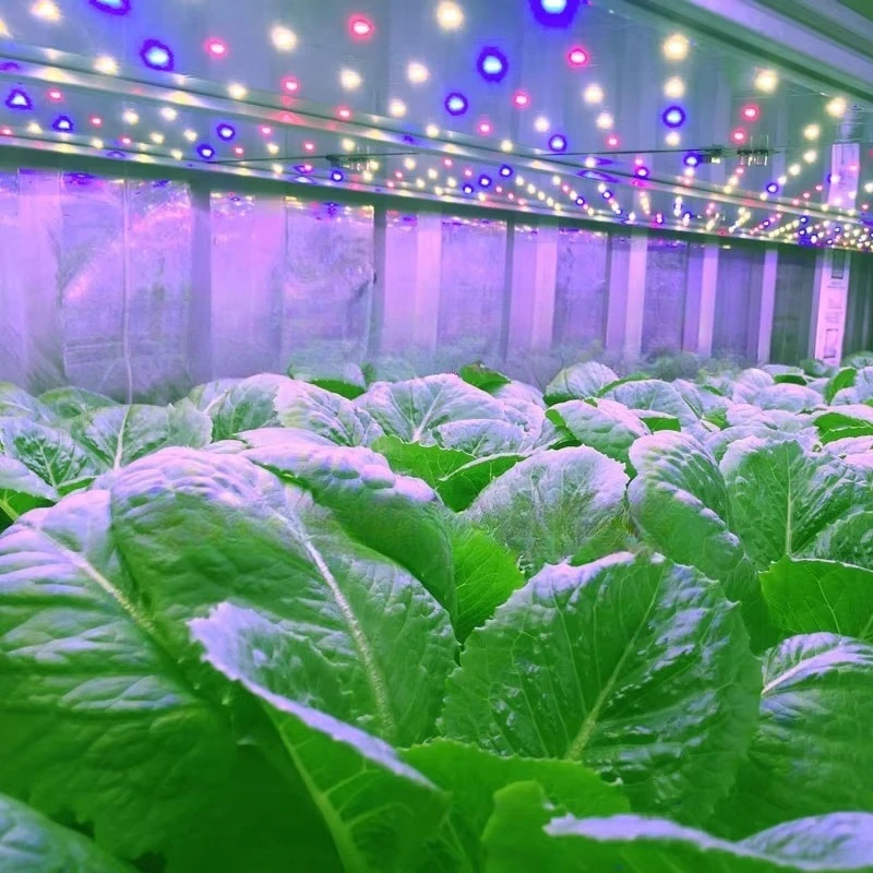 Fabbrica di piante idroponiche in contenitore da 40 piedi