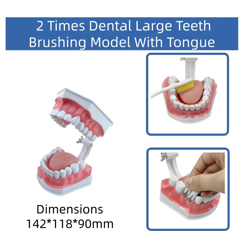 Modèle de typodont dentaire standard avec gencives souples pour la communication clinique, l'enseignement des étudiants en dentisterie et la présentation aux patients