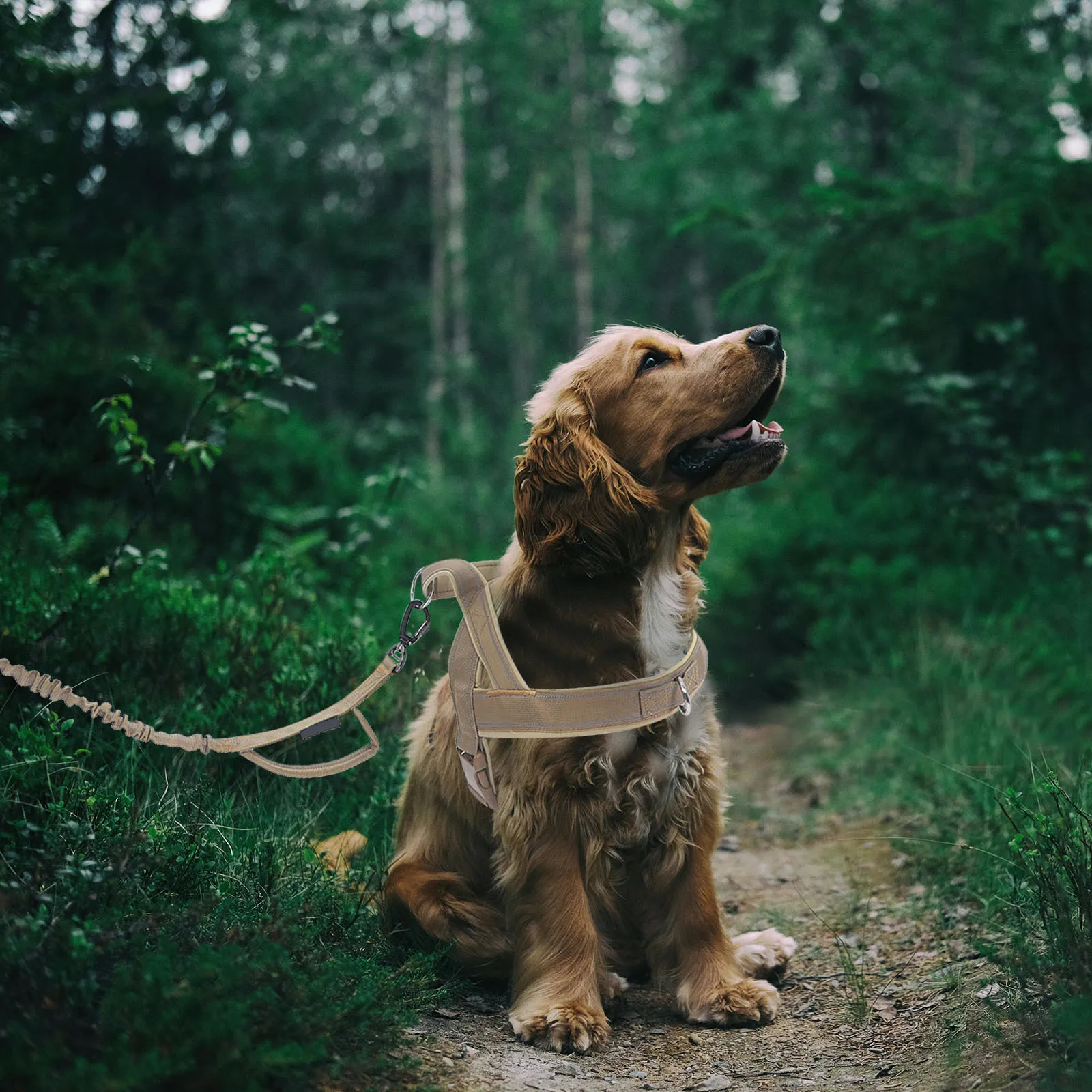 

1Set Dog Harness and Leash Set Heavy Duty Adjustable Pet Vest for Outdoor Walking Jogging Training Suitable for Medium Large