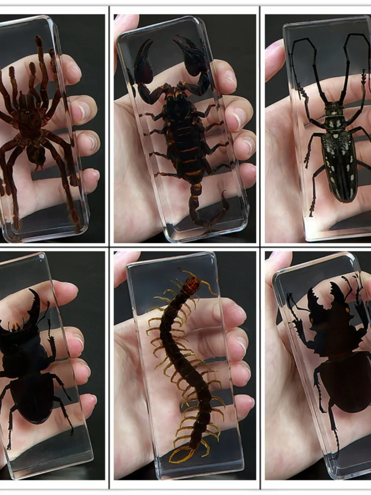 19 Resin Insect Specimen Centipede Spider Beetle Scorpion Biological Handmade Specimen Boy Gift