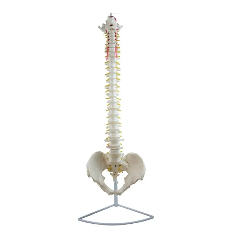 Life Size1:1 Bendable Human Vertebra Spine Model Anatomical Bone Specimen
