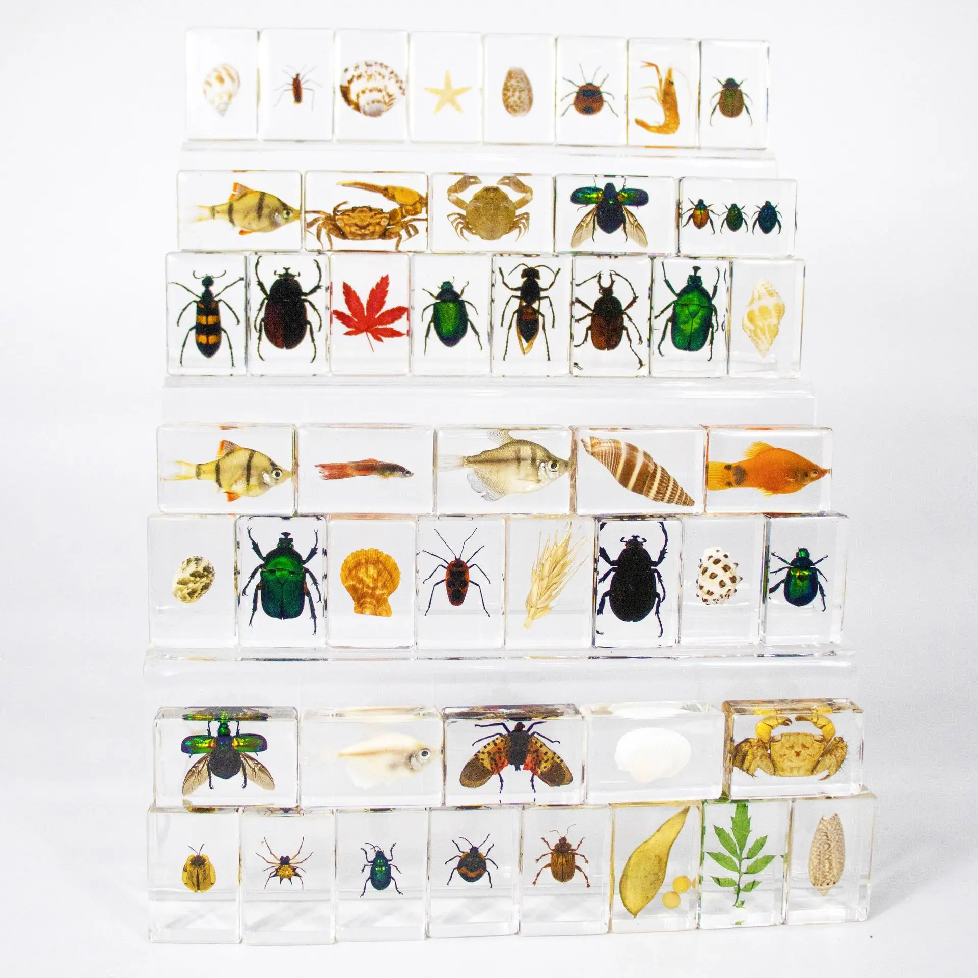 Insect & Animal Specimen: Scorpion Bookend, Creative Gift & Artwork