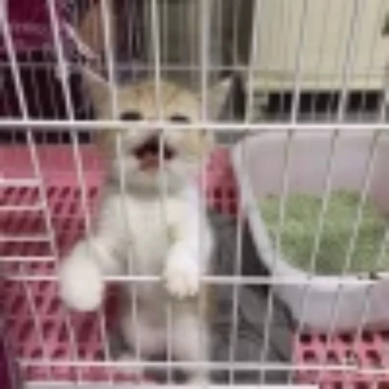 

Metal Upgraded Front And Rear Suspension Protection Parts For MJX 1/10 10208 Monster RC Car Parts