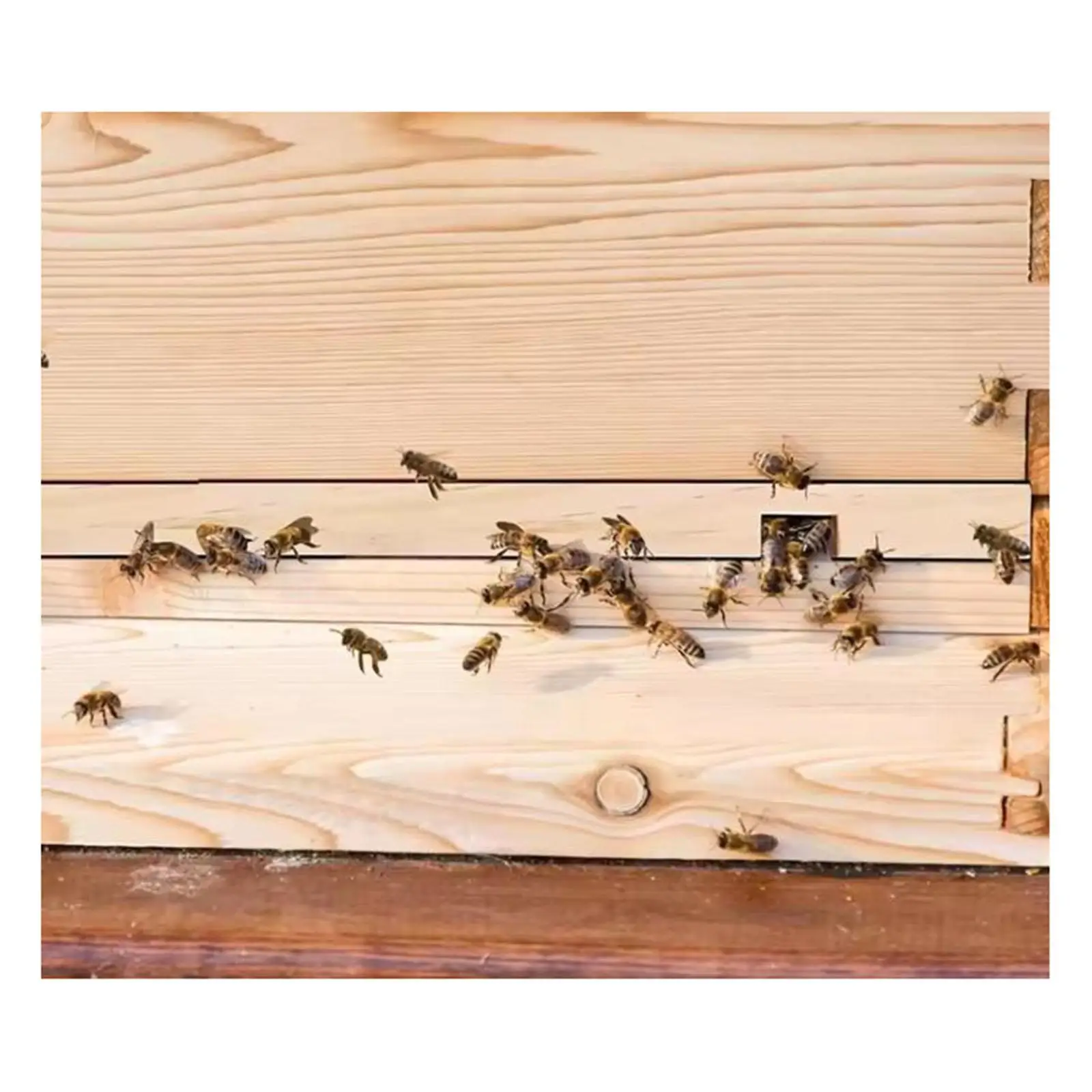 Hive Entrance Reducer Wood Beekeeping Tool Dual Openings Protects Colony for 10 Frame Beehive Systems