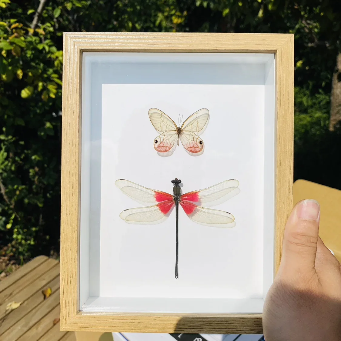 

Real Dragonfly Specimens Insects Butterflies Crafts Research Hobbies Collection Home Decor Home Decoration Accessories Statu