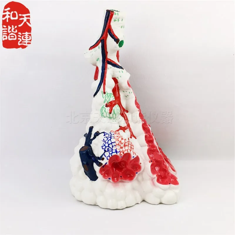 Lung bulb magnification model lung tissue structure model human anatomy experiment equipment