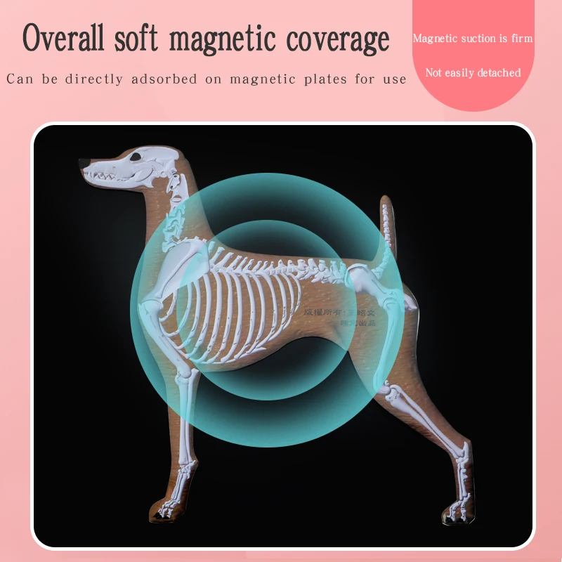 Pet Magnet Skeleton Picture Teaching Dog Magnetic Skeleton Wall Picture by Pet Beautician School