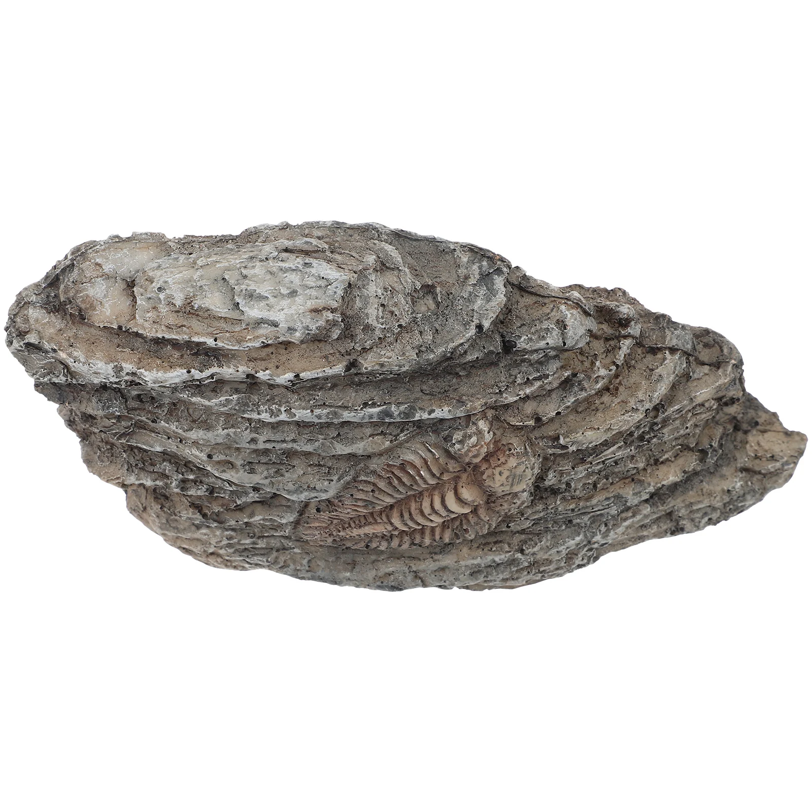 

Resin Trilobite Specimen Paleontological Ornament Decorative Educational For Home Decor Gift