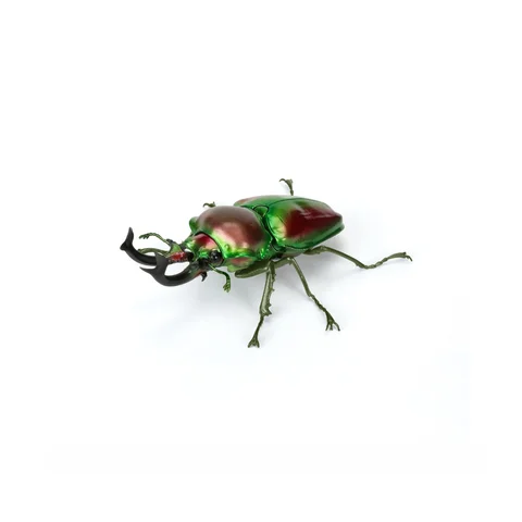 In Stock Bandai Original Great Illustrated Book Of Biology Stag Beetle 10 Realistic Beetle Insect Model Collection Decorations