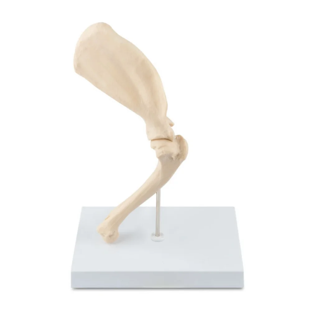 Animal Canine Shoulder Joint Models for Veterinary Animal Teaching