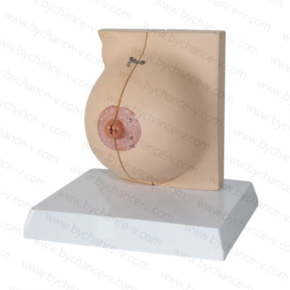 Human Female Breast Anatomy Model Lactation Teaching breast surgical Training Education aids for Medical Students and Teachers