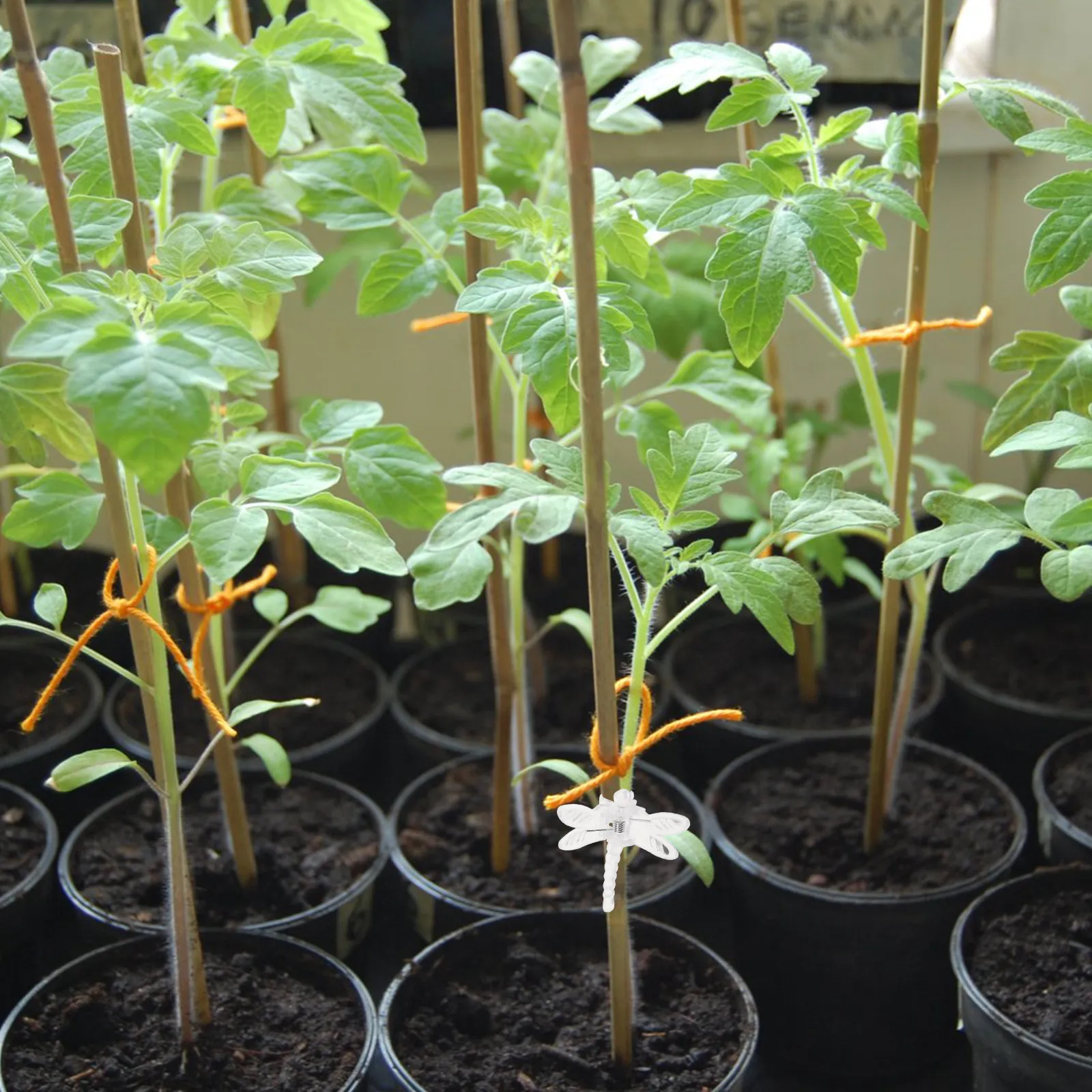 

10 шт. прозрачных зажимов для стеблей орхидей, простые в использовании садовые фиксаторы для растений, для цветов, томатов, овощей и стеблей растений