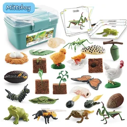 Montessori Simulation Storage Box Growth Cycle Plants Animals Insects Model Garage Kit Animal Frog Growth Process Action Figures