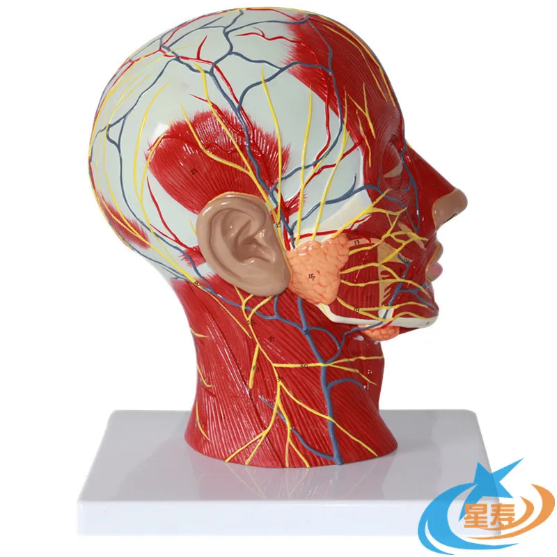 Head midline sagittal section with vascular and neural model Head anatomical model Brain model