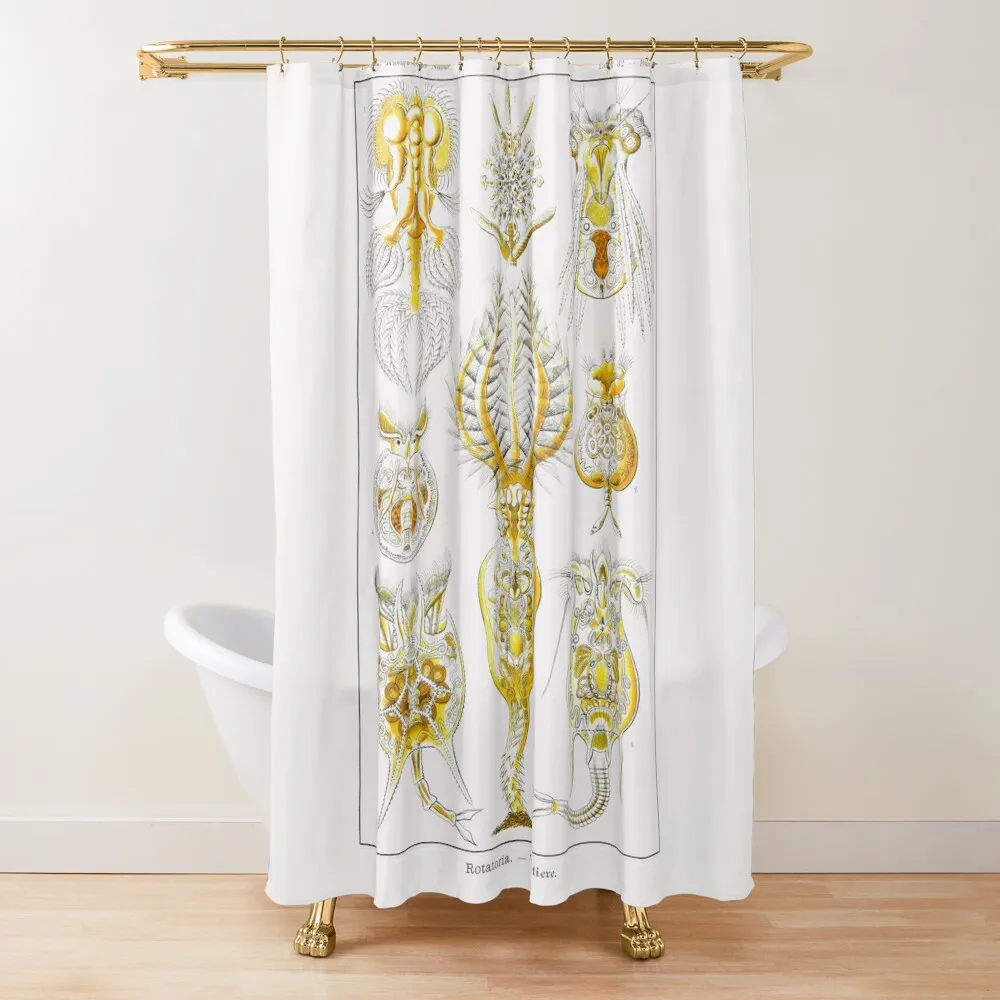 

Plate 32. Rotifers or ‘wheel animals'. Shower Curtain For Bathrooms With Beautiful Designs Modern Showers For Bathroom Curtain