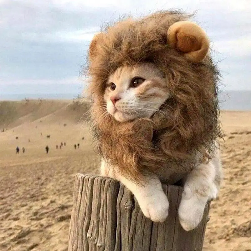 Cute Lion Mane Cat Wig Hat For Dogs And Cat Small Dog Pet Cat Decor Accessories Lion Wig Fancy Hair Caps Pet Supplies