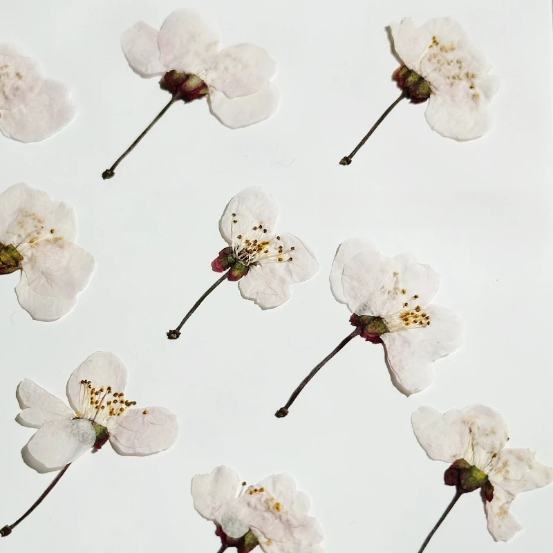 24 Stück, Natürliche Wilde Kirschblüten, Gepresste Blumen, Echte Getrocknete Blüten für DIY Epoxidharz-Handwerk, Lesezeichen, Kinder-Bastelmaterialien – Detail 5