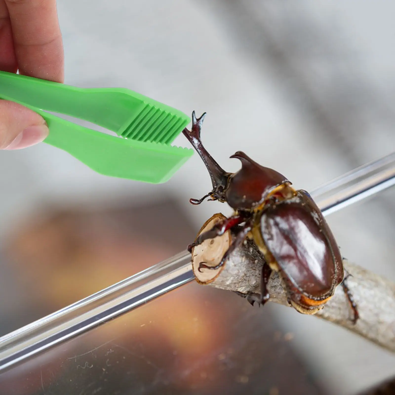 

10Pcs Insect Catching Plastic Tweezers Kids Fine Motor Counting Training School Collecting Forceps Plastic Tweezers Toy