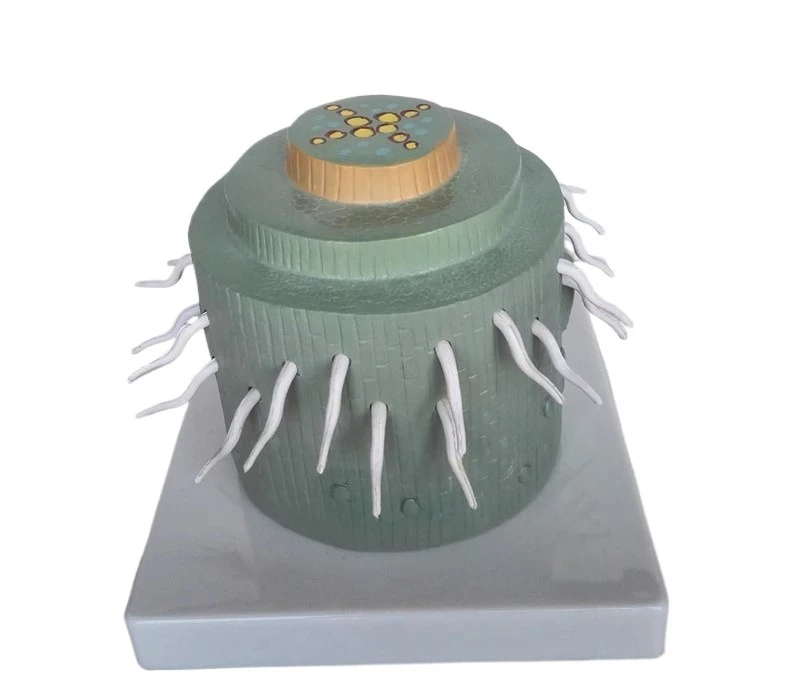 

Medicine expands plant dicot root model, botanical model