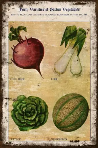 Vintage Vegetables Gardening Advert, Leek & Lettuce, Aged Look New Metal Sign