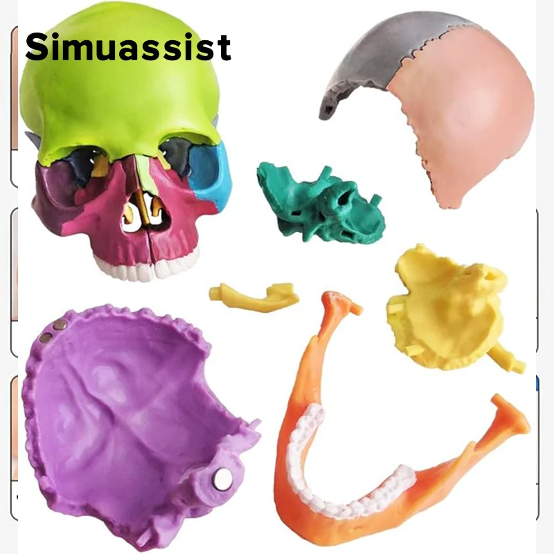 15PCS/SET 4D Disassembled Color Mini Skull Anatomy Model Human Anatomy Skull Puzzle Medical Teaching Tool