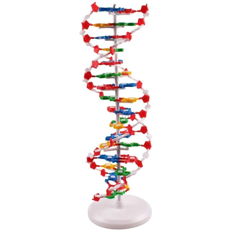 

DNA double helix structure model High school DNA molecular structure model teaching aids Demonstration instrument