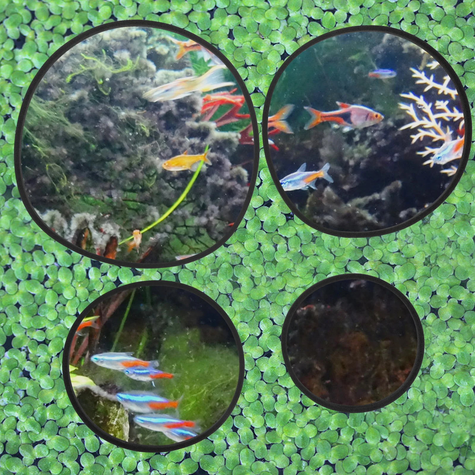 

5 Pcs Fish Tank Grass Retaining Ring Floating Plants Rings Stand Aquarium Black for