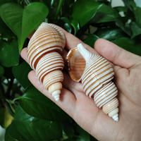 Large Vietnam Spindle Shell Aancistrolepsis Vietnamensis Conch Wedding Table Decoration Specimen Collection Home Office Decor