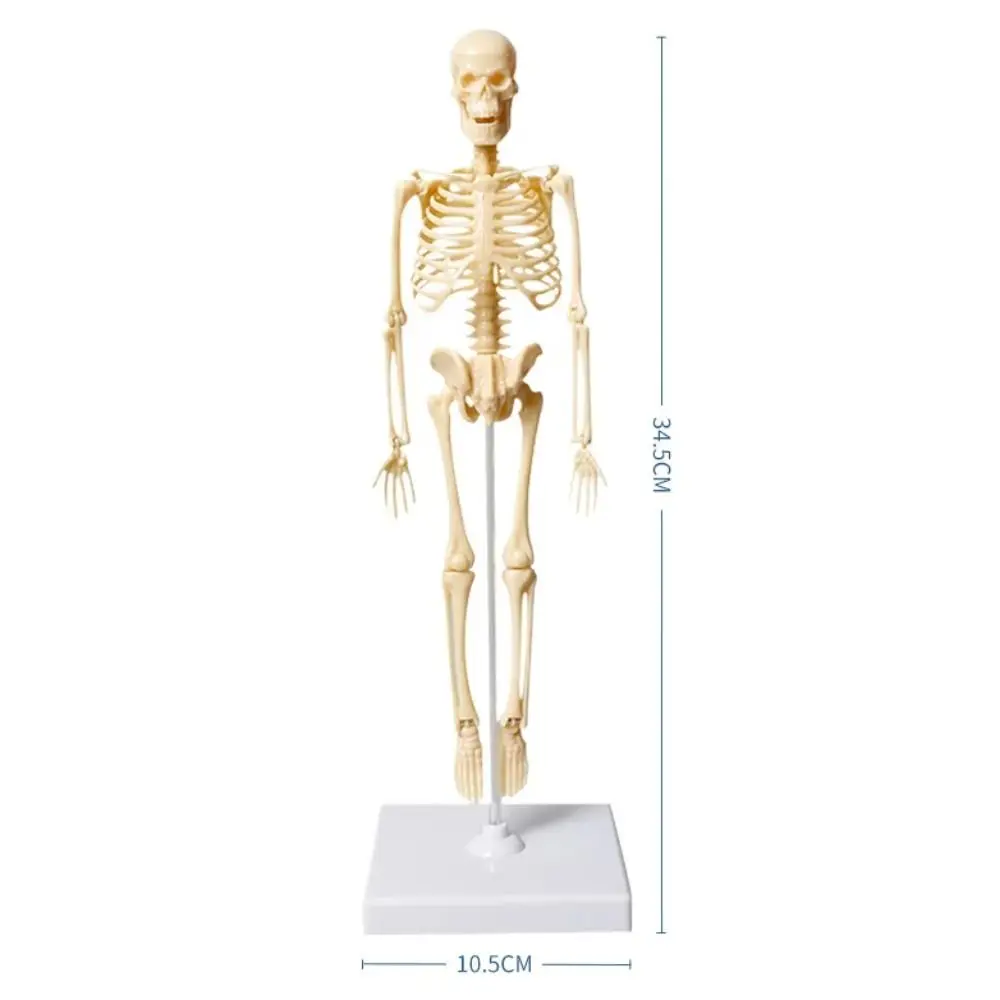 Human Bone Model DIY Assembly Skeletal Montessori Early Education Toy For Children Removable Structural Skeleton Teaching Tools