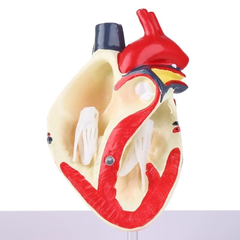 Dog Heart Anatomy Model Canine Pet Animal Organ Study Teaching Aid Education