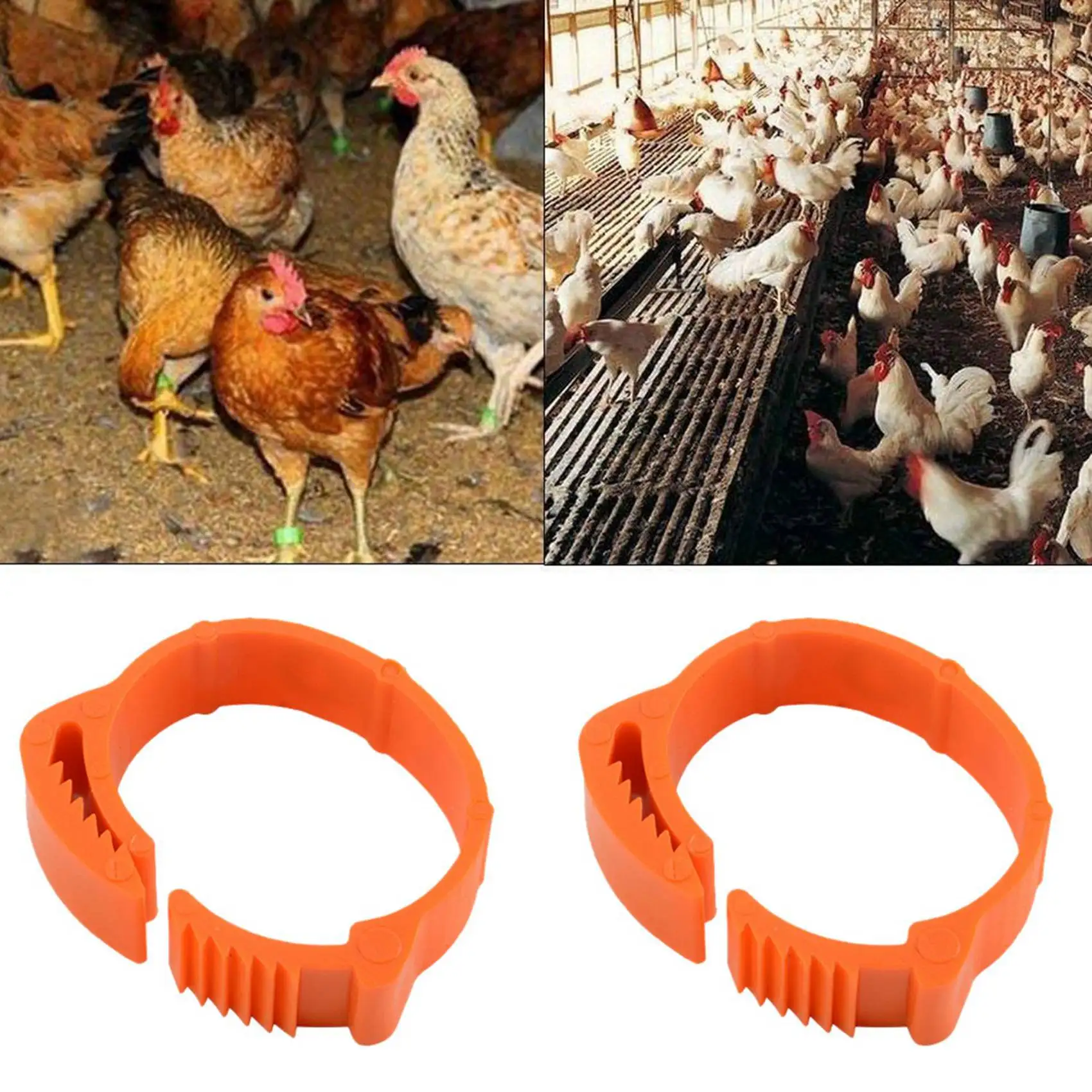 Abby-200Pcs Chicken…